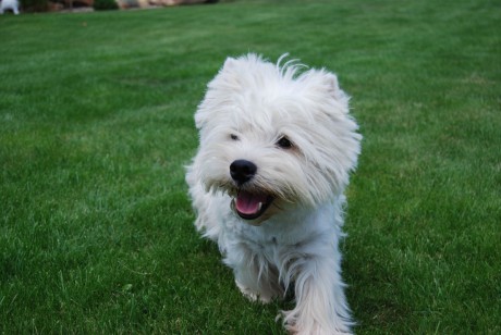 West Highlend White Teriér (westík)
